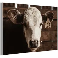 MuchoWow Aluminium schilderij 180x120 cm - Wanddecoratie metaal - Kalf - Oormerk - Houten stal - Metalen muurdecoratie woonkamer - Decoratie industrieel - Foto op dibond - Industriële accessoires slaapkamer