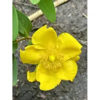 GRDplanten 12x Herfsthooi, Sint Janskruid - Hypericum hybr. 'Hidcote' | 9x9 cm pot