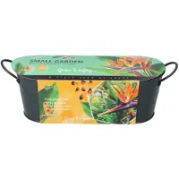 Buzzy Grow gifts kweekset small garden birds of paradise strelitzia