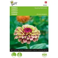 Buzzy Zaden zinnia queeny red lime 25 zaden