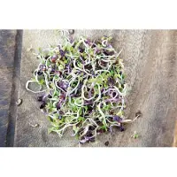 Intratuin Biologische Buzzy Kiemgroentezaad Pikante Salade