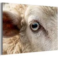 MuchoWow Aluminium schilderij 180x120 cm - Wanddecoratie metaal - Schaap - Oog - Wit - Metalen muurdecoratie woonkamer - Decoratie industrieel - Foto op dibond - Industriële accessoires slaapkamer