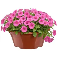 Garronda Ronde kunststof plantenbak met drainage voor wortelplanten (Terracotta, Ø22,5 x 9 cm – 2 L) GD-KW-B-Terracotta