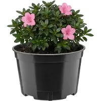 Garronda Ronde kunststof bloempot met drainagegaten voor tuin (Zwart, Ø18 x 11,5 cm (2L)) GD-KW-RL