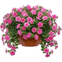 Garronda Ronde kunststof plantenbak met drainage voor wortelplanten (Terracotta, Ø25 x 11,5 cm – 4,7 L) GD-KW-B-Terracotta