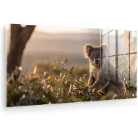 MuchoWow Glasschilderij 40x20 cm - Schilderij acrylglas - Koala - Bladeren - Ochtendlicht - Foto op glas - Muurdecoratie woonkamer - Wanddecoratie slaapkamer - Schilderijen