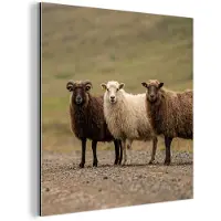 MuchoWow Aluminium schilderij 20x20 cm - Wanddecoratie metaal - Schapen - Bruin - Wit - Grindpad - Metalen muurdecoratie woonkamer - Decoratie industrieel - Foto op dibond - Industriële accessoires slaapkamer