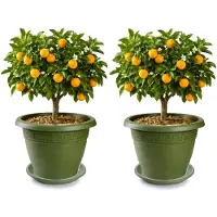 PlasticForte 2x plantenpot met opvang schaal - donkergroen - rond - D50 x H40 cm - kunststof - buiten - tuin - bloempot