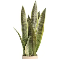 Unyqoos Set van 3 kunstplanten van de Sansevieria – realistische polyesterdecoratie, onderhoudsvrij voor thuis, kantoor en commerciële ruimtes