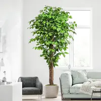 Unyqoos Kunstplant Ficus, 188 cm – gemakkelijk te onderhouden decoratieve plant met realistische bladeren, verstelbare takken en een zwarte cementpot bekleed met mos