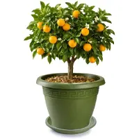 PlasticForte plantenpot met opvang schaal - donkergroen - rond - D45 x H38 cm - kunststof - buiten - tuin - bloempot