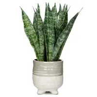 Unyqoos kunstplant in keramische pot – gemakkelijk in onderhoud, levensecht design, verstelbare takken, decoratie voor woonkamer, kantoor en badkamer
