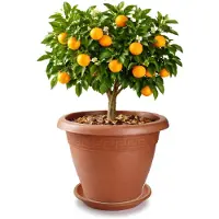PlasticForte plantenpot met opvang schaal - terracotta - rond - D45 x H38 cm - kunststof - buiten - tuin - bloempot