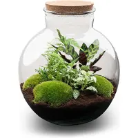 Urbanjngl Terrarium - Bolder Bob - ↑ 30 cm - Ecosysteem plant - Mini ecosysteem plant - Planten in fles - Kamerplanten - DIY planten terrarium - Mini ecosysteem
