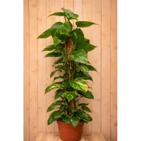 Warentuin Collection Epipremnum 100 cm kamerplant Epipremnum