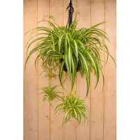 Warentuin Collection Hangplant Graslelie Chlorophytum