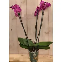 Warentuin Collection Vlinderorchidee phalaenopsis roze 3 takken kamerplant