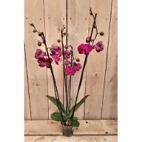 Warentuin Collection Vlinderorchidee phalaenopsis roze 4 takken kamerplant
