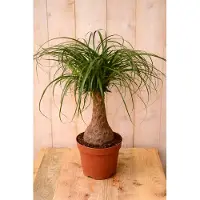 Warentuin Collection Olifantspoot Beaucarnea 60 cm Kamerplant een dikke stam