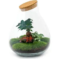 Oasis of Life flessentuin DIY kit terrarium 37cm decoratie binnen kantoor set bonsai mini