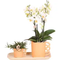 Kolibri Orchids | Plantenset Optimisme small| Groene planten met witte Phalaenopsis orchidee in Optimism sierpotten en witte dienblad