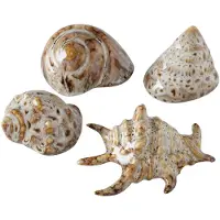 Boltze Decoratieve schaaltjes Alyssa, set van 4, met schelpen, porselein, maritiem thema