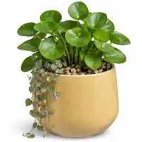 Mica Decorations bloempot / plantenpot Venice - beige - terracotta - D18 x H15 cm - effen