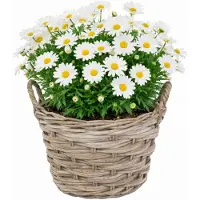Mega Collections plantenmand Heeg - rotan - D39 x H31 cm - lichtbruin/grijs - planten/bloempot