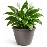 Mega Collections Plantenpot / bloempot Essence Lima - kunststof - taupe - binnen/buiten - D40 x H32 cm
