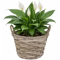 Mega Collections plantenmand Heeg - rotan - D35 x H25 cm - lichtbruin/grijs - met handvaten