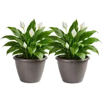 Mega Collections Plantenpot / bloempot Essence Lima - 2x - kunststof - taupe - binnen/buiten - D50 x H40 cm