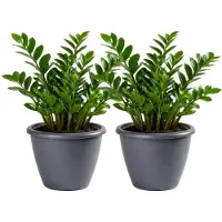 Mega Collections Plantenpot / bloempot Essence Lima - 2x - kunststof - donkergrijs - binnen/buiten - D50 x H40 cm