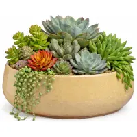 Mica Decorations plantenpot schaal Venice - beige - terracotta - D34 x H16.5 cm - effen