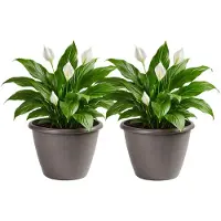 Mega Collections Plantenpot / bloempot Essence Lima - 2x - kunststof - taupe - binnen/buiten - D40 x H32 cm