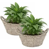 Mega Collections bloemen/plantenmand Sneek - 2x - grijs - riet - D25 x H11 cm - bloempot/plantenpot