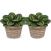 Mega Collections plantenmand Koudum - 2x - rotan - D30 x H23 cm - lichtbruin/grijs - planten/bloempot