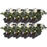 Plants by Frank | Set van 48 kerstroos planten | 48x Helleborus niger 'Christmas Carol' | 7 cm Ø | 15-20 cm | Winterharde kerstroos planten | Tuinplanten | Herfstplanten