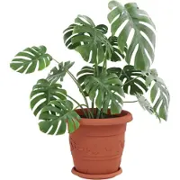 vidaXL Ronde bloemenschalen 6 pcs Baksteenrood Ø 21,5 x 2,5 cm
