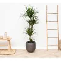 Green bubble Dracaena Marginata XL - 150cm