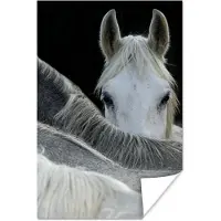 PosterMonkey Poster - Paarden - Dieren - Zwart - Wit - Muurposter - 40x60 cm - Posters zwart wit - Muurdecoratie
