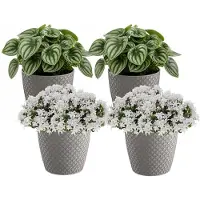 Prosperplast bloempot / plantenpot - 4x - kunststof - steengrijs - Dia 15.7 cm en hoogte 13.8 cm - binnen/buiten
