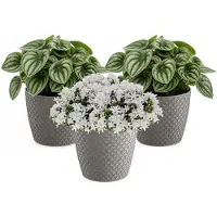 Prosperplast bloempot / plantenpot - 3x - kunststof - steengrijs - Dia 15.7 cm en hoogte 13.8 cm - binnen/buiten