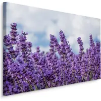 Karo-art Schilderij - Lavendel in het Veld, Premium Print, 5 maten