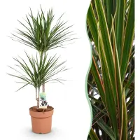 Pflanzenboutique Dracaena Marginata - Drakenbloedboom - Weinig onderhoud - Groen - 90-100cm - Ø21cm - Kamerplant - Groenblijvend
