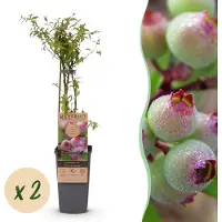 Green Boutiq - Fruitplant - Vaccinium cor. Pink Lemonade - Roze Bosbes - Winterhard - Roze Bes - 2 Planten - Pot 15cm - Hoogte 50cm