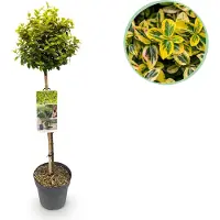 Green Boutiq - Tuinplant - Euonymus fortunei Emerald n Gold - Plant op stam - Terras Plant - Bladhoudend - Weinig Onderhoud - Pot 19cm Hoogte 90cm