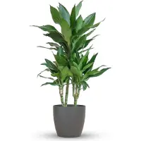 Green Boutiq - Kamerplant - Drakenbloedboom - Dracaena Janet Craig - Groen - Weinig onderhoud - 1 Plant - met Potter Grijs - Pot 21cm - Hoogte 90 - 100cm