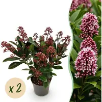 Green Boutiq - Terrasplant - Skimmia japonica Rubella - Bloem Rood - 10+ Bloemen - 2 Planten - Winterhard - Pot 10,5cm Hoogte 25cm
