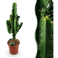 Green Boutiq - Kamerplant - Euphorbia eritrea - Afrikaanse melkboom - Cactus voor binnen - 1 Plant - Pot 17cm - Hoogte 60cm