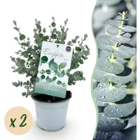 Green Boutiq - Terrasplant - Eucalyptus boom - Eucalyptus gunni - Grijs - 2 Planten - Winterhard - Pot 14cm Hoogte 30cm
